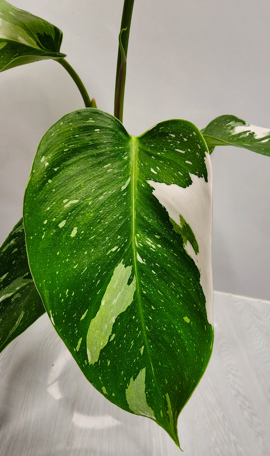 Philodendron &