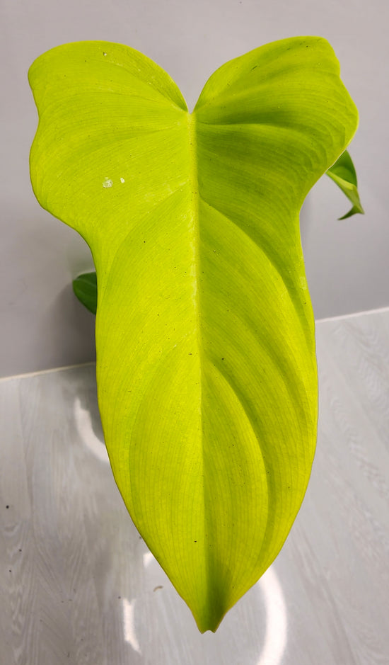 Philodendron &