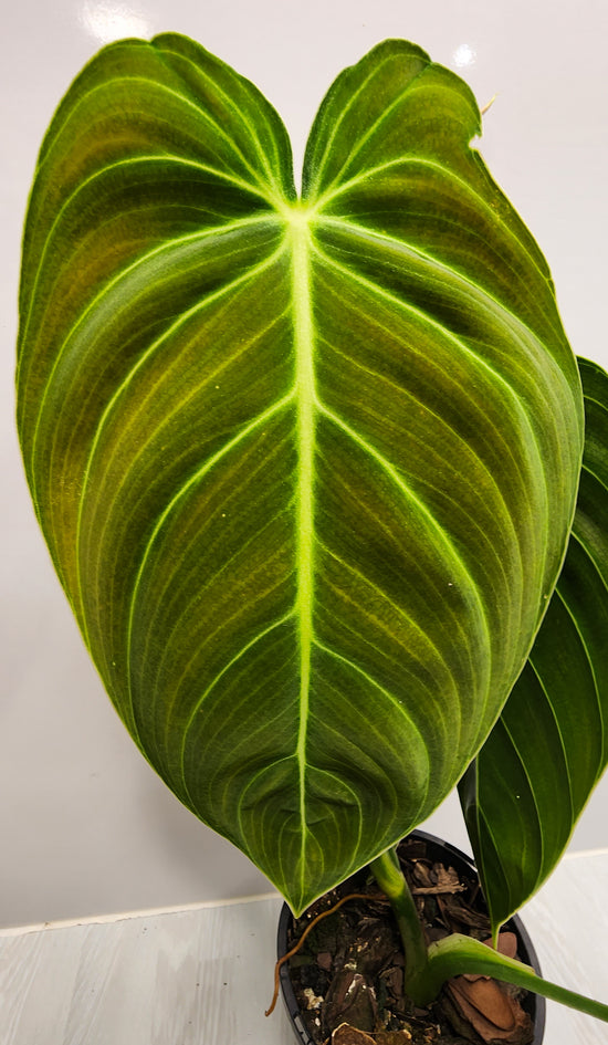 Philodendron &