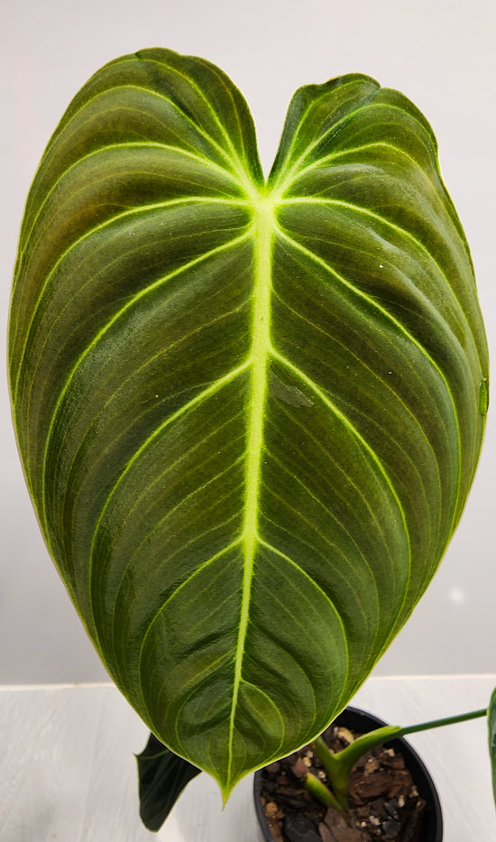 Philodendron &