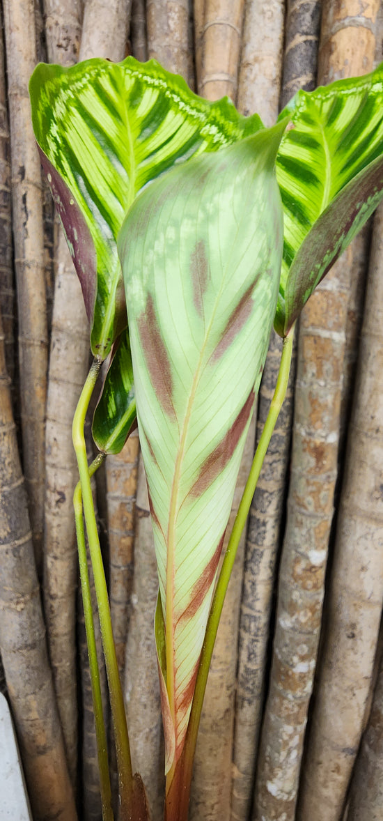 Calathea &