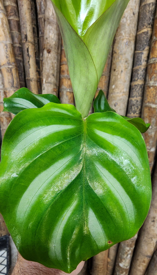Calathea &