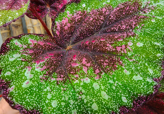 Begonia &