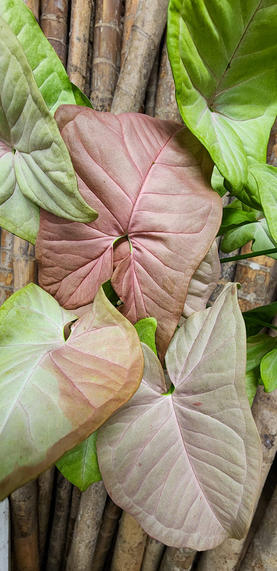 Syngonium &