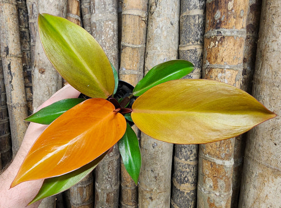 Philodendron &