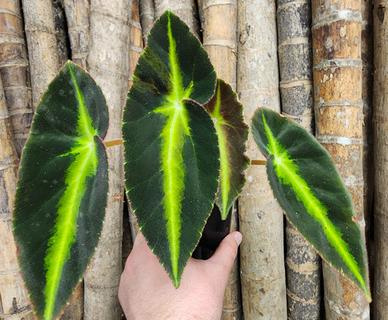 Begonia &