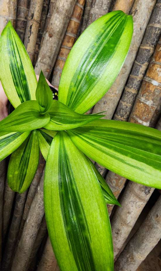 Dracaena &