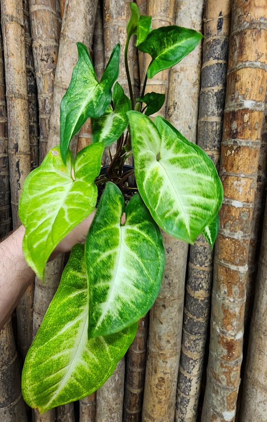Syngonium &