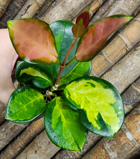 Hoya australis &