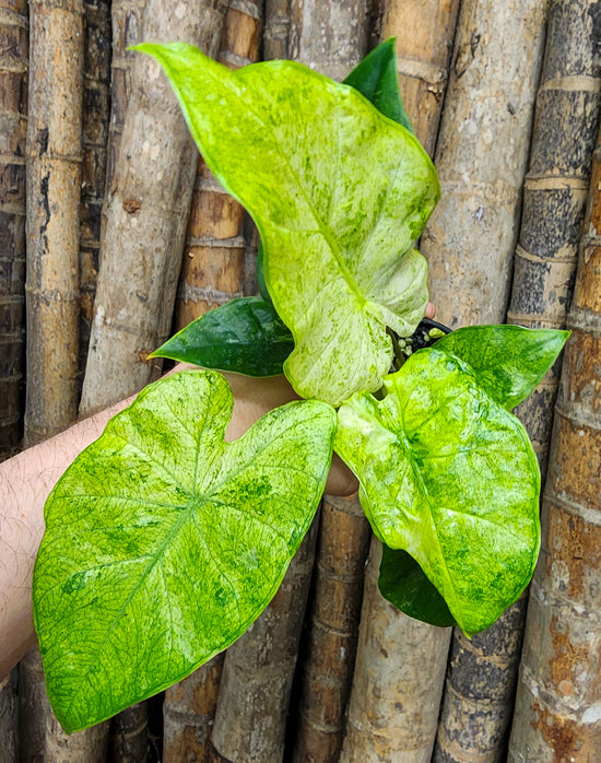 Alocasia &