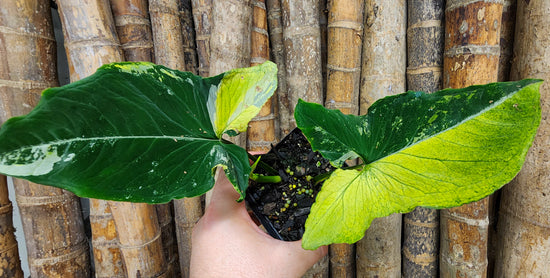 Syngonium &