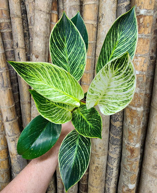 Philodendron &
