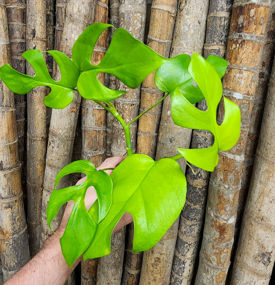 Rhaphidophora &