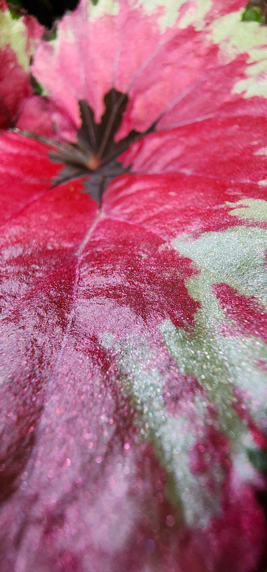 Begonia &