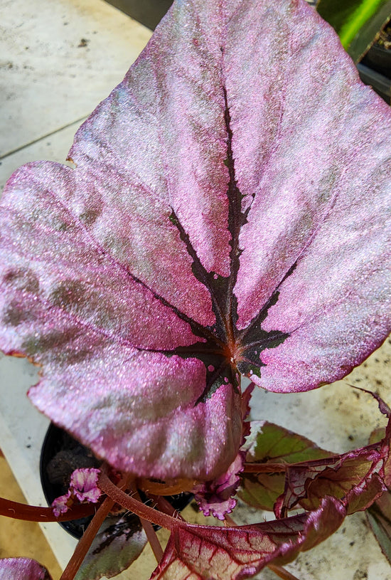 Begonia &