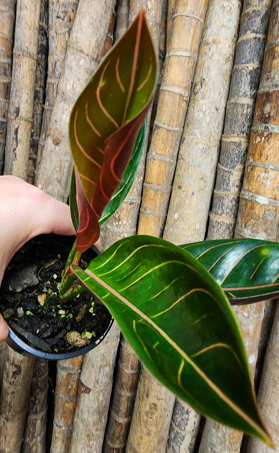 Aglaonema &