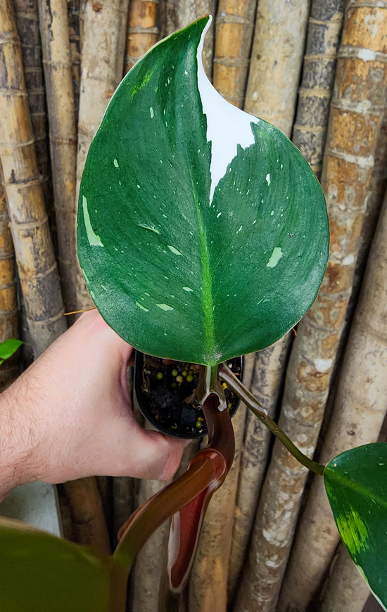 Philodendron &