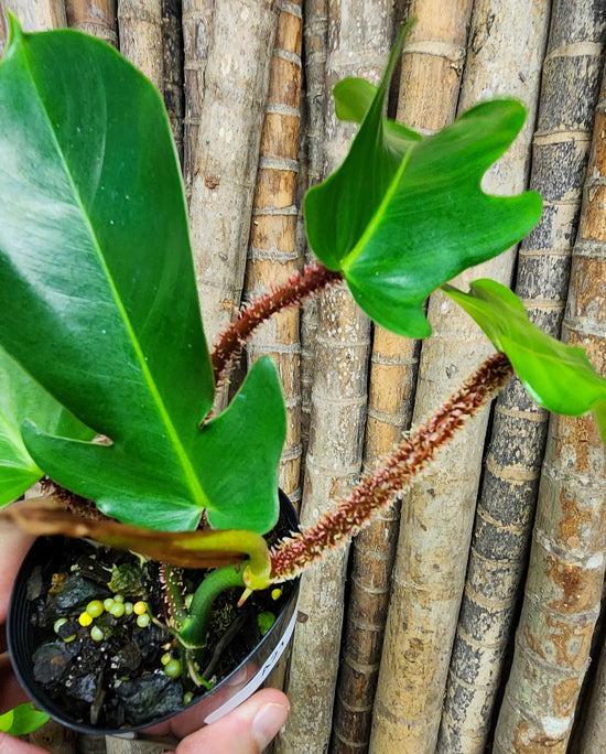 Philodendron &