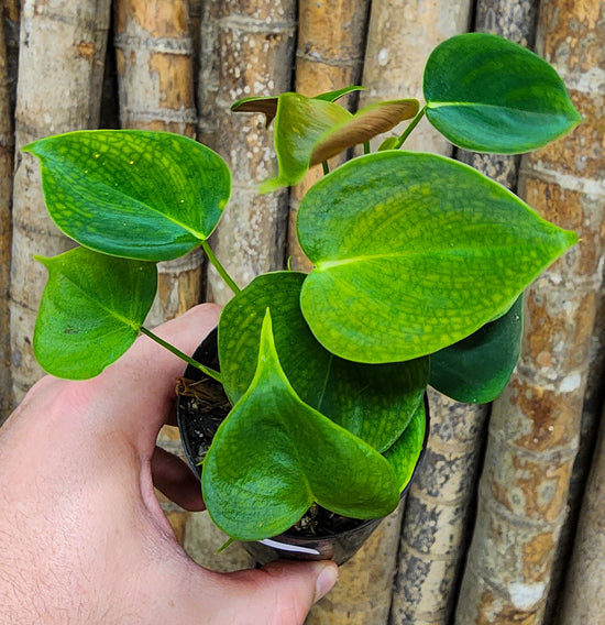 Philodendron &
