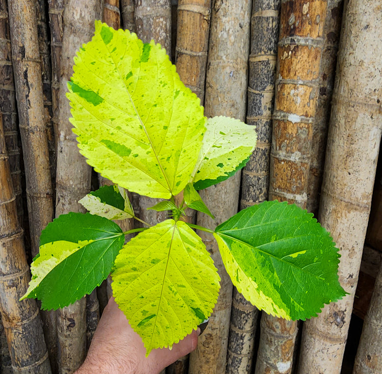 Acalypha