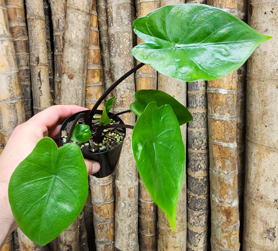 Alocasia &