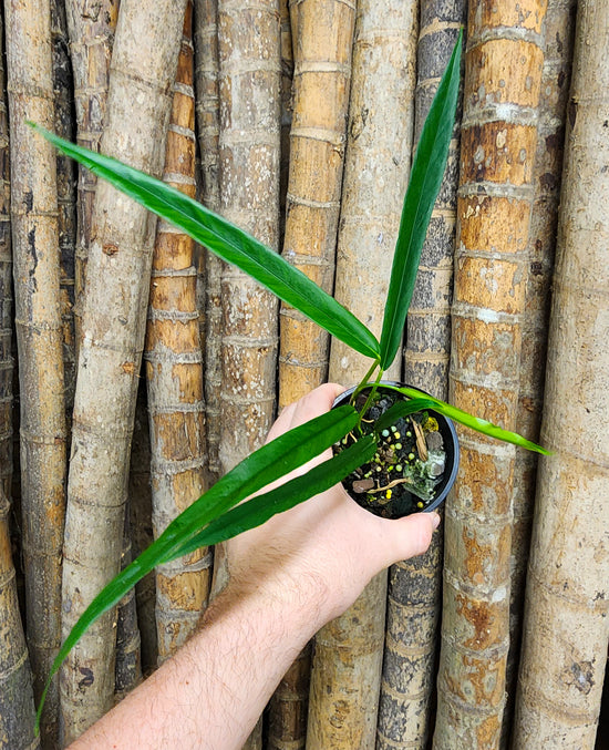 Philodendron &