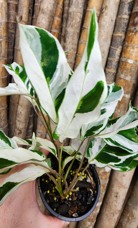 Calathea &