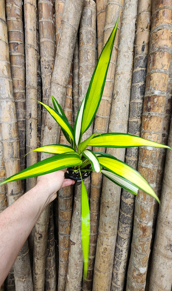 Chlorophytum capense &