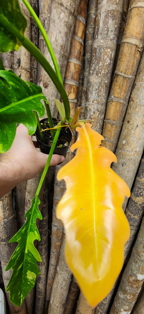 Philodendron &