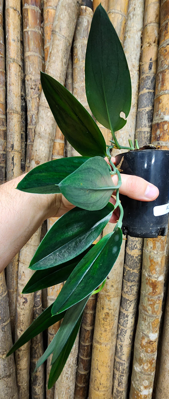 Scindapsus &