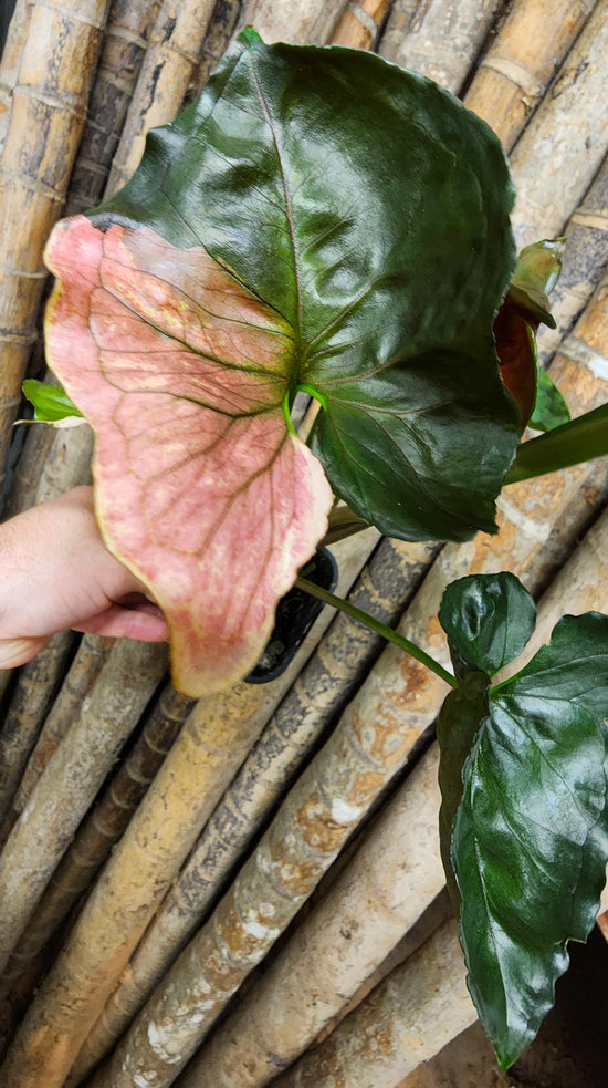 Syngonium &