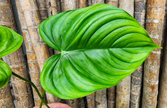 Philodendron &