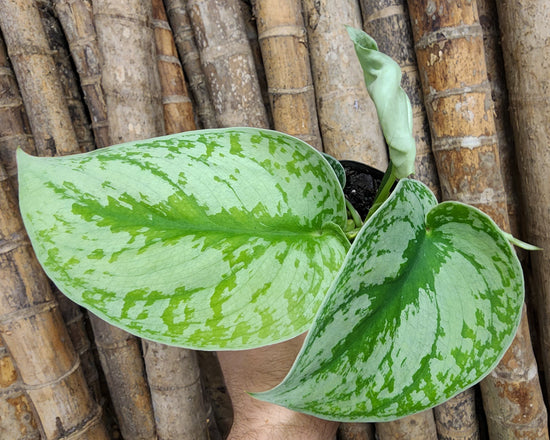 Scindapsus &