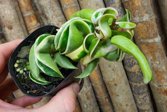 Hoya &