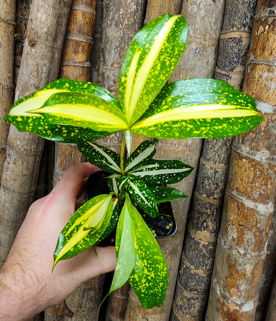 Dracaena &