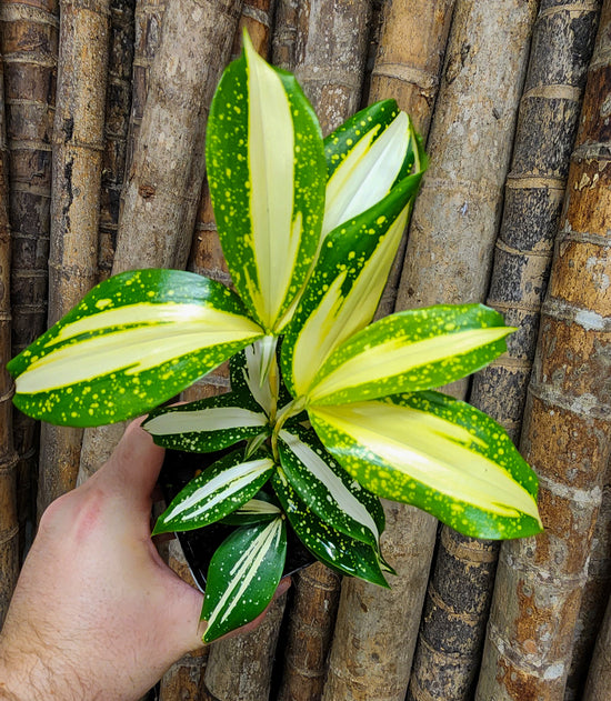 Dracaena &