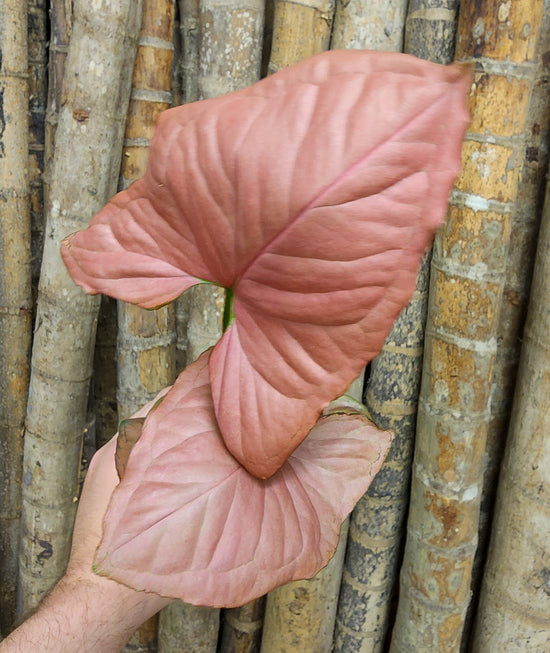 Syngonium &