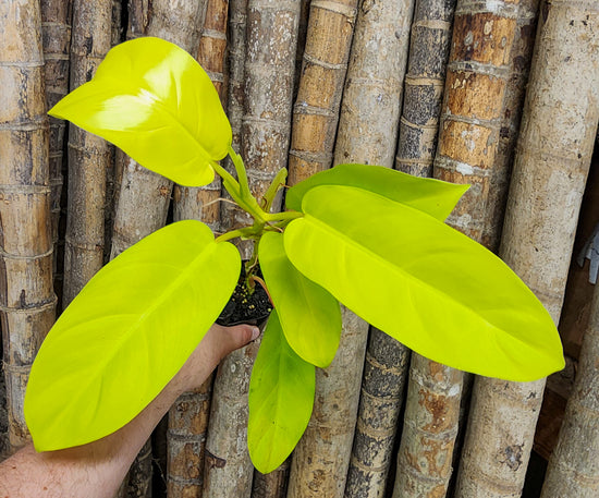 Philodendron &