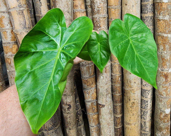 Alocasia &