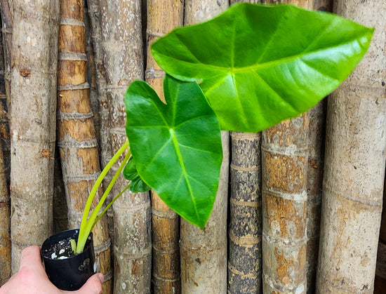Alocasia &