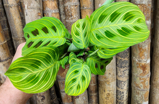 Maranta &