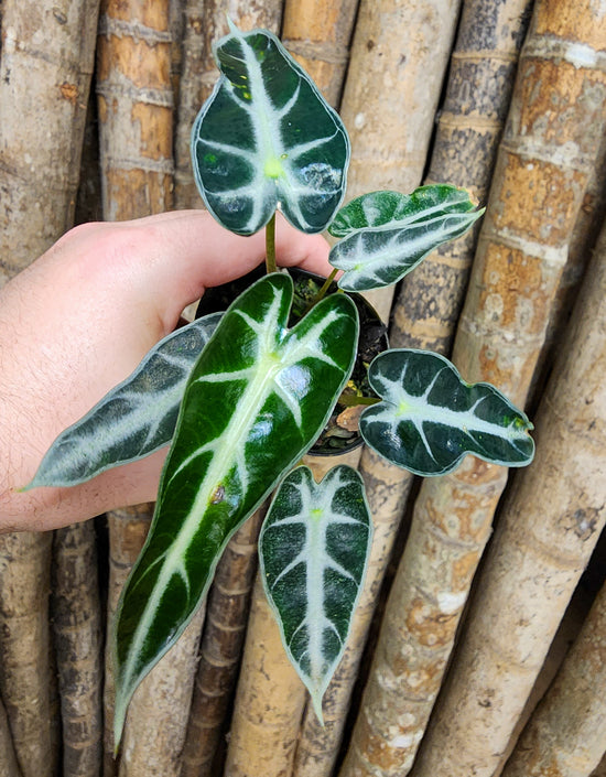 Alocasia &