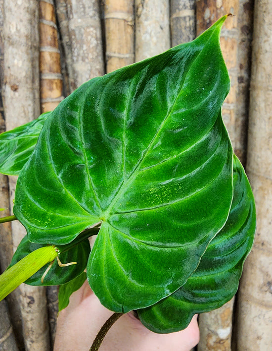 Philodendron &