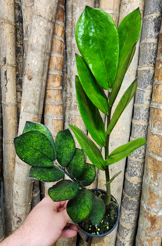 Zanzibar Gem &