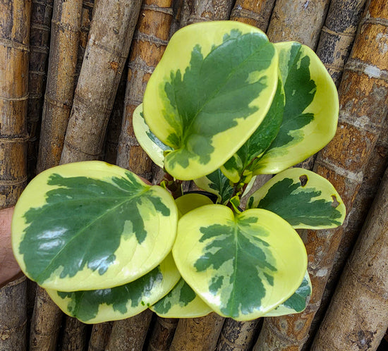 Peperomia obtusa &