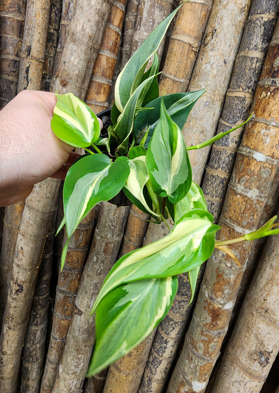 Philodendron &