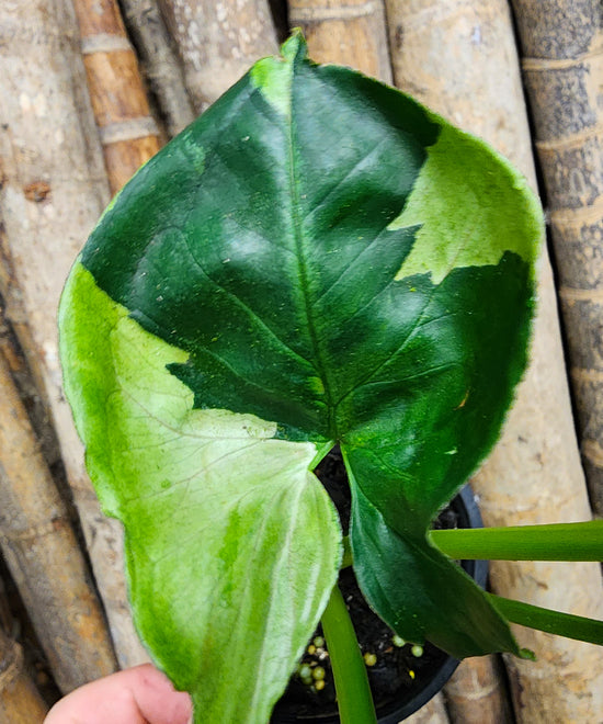 Syngonium &