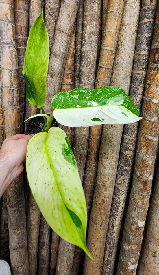 Philodendron &