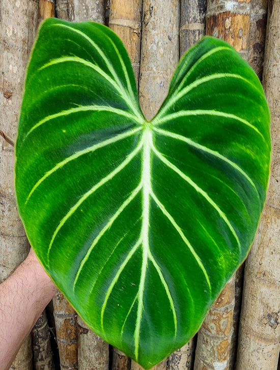Philodendron &