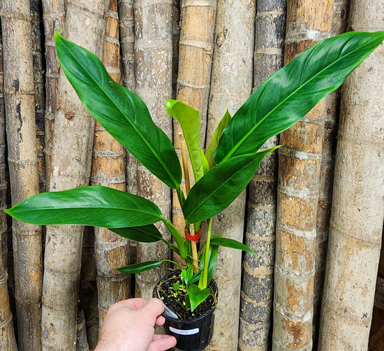 Philodendron &